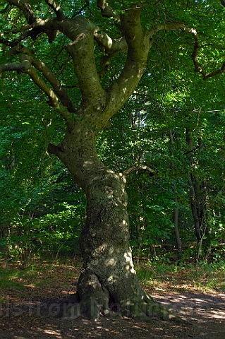 WAH007661.jpg - Bøgetræ (Beech)